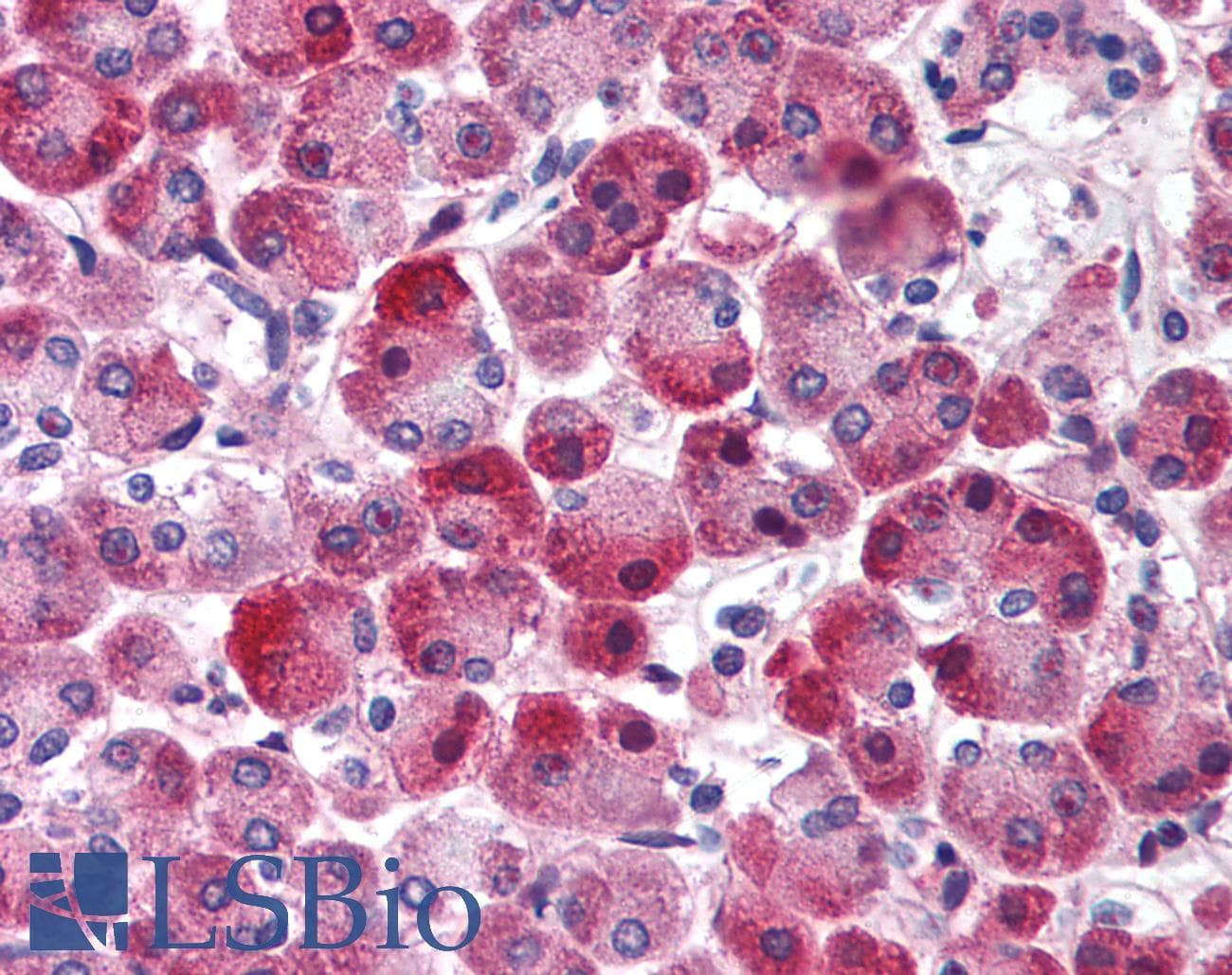 CHRND Antibody (N-Terminus, FITC)