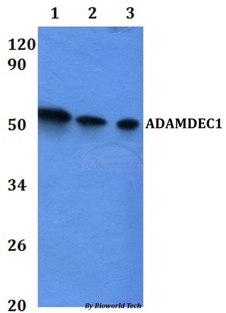 ADAMDEC1 Antibody