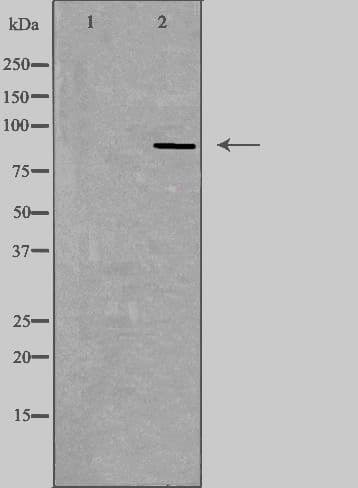 ADGRE2 / EMR2 Antibody