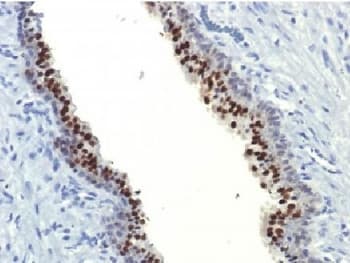 FOXA1 Antibody (clone FOXA1/1514, Azide-free, BSA-free)