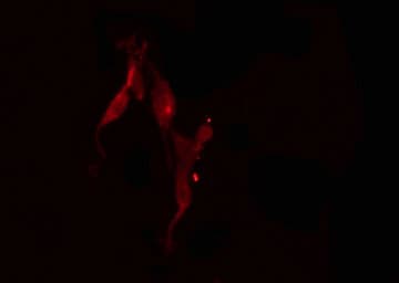 Polyclonal Rabbit anti-Human POLR3D Antibody (IF, WB)