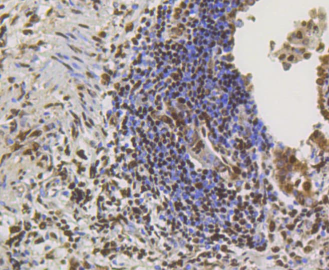 Monoclonal Rabbit anti-Human CREB1 / CREB Antibody (IHC, IF, WB)