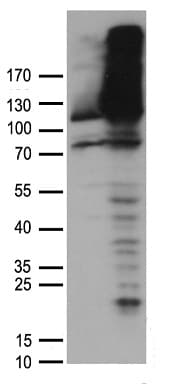 Polyclonal Rabbit anti-Human DDB1 Antibody (WB)