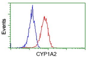 Monoclonal Mouse anti-Human CYP1A2 Antibody (clone OTI2E9, WB)