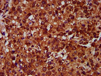 EMP2 Antibody