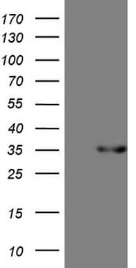 TNFSF5IP1 / CLAST3 Antibody (clone OTI2E12, Carrier-free)