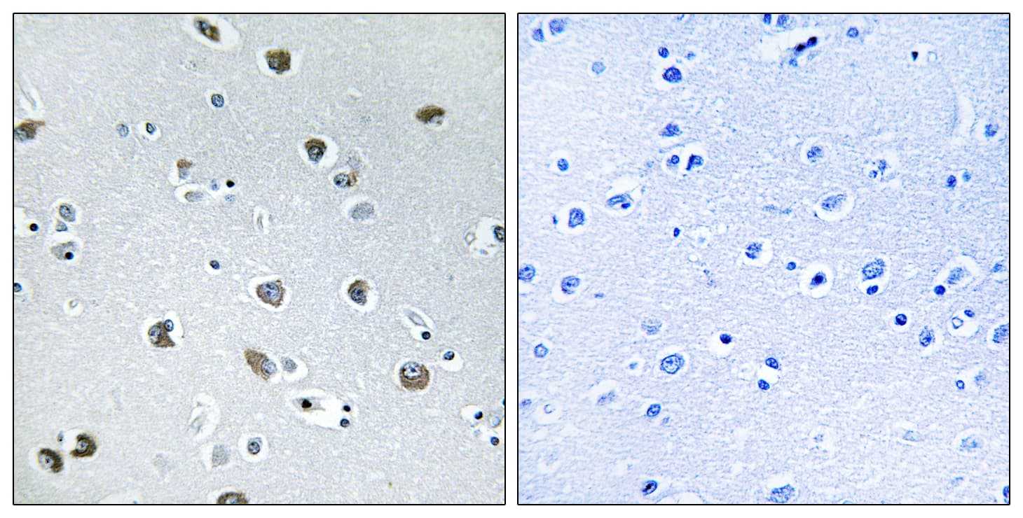NXPH4 Antibody (aa216-265)