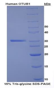 Human OTUB1 / OTU1 Protein (Recombinant His)