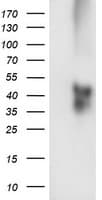 TMEFF2 Antibody (clone OTI4G2)