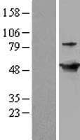 GDI2 Protein (Over-Expression Lysate Myc-DDK (Flag))