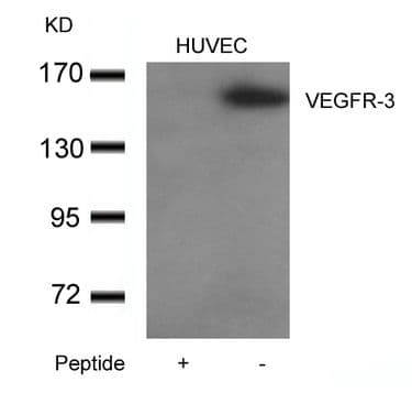 FLT4 / VEGFR3 Antibody