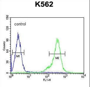 TEX13B Antibody (aa276-305)