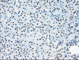 CYPOR / POR Antibody (clone OTI5B3)