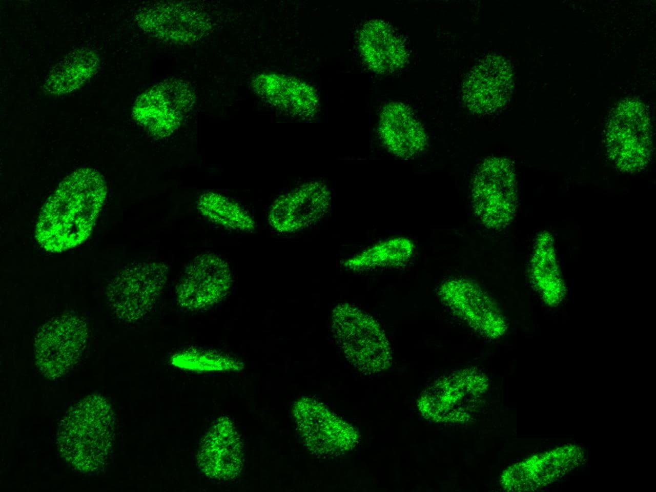 Polyclonal Rabbit anti-Human ZNF830 / CCDC16 Antibody (Preservative Free, IHC, IF, WB)