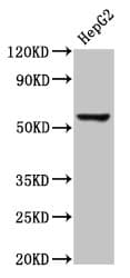 RIPK3 / RIP3 Antibody