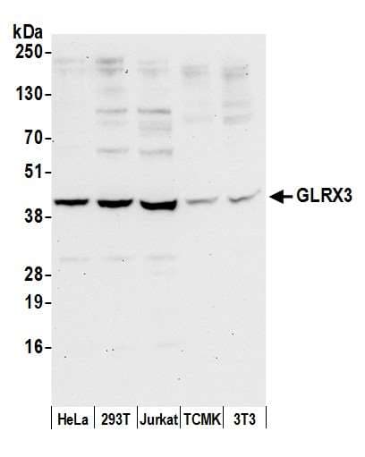 GLRX3 / Glutaredoxin 3 Antibody (aa100-150)