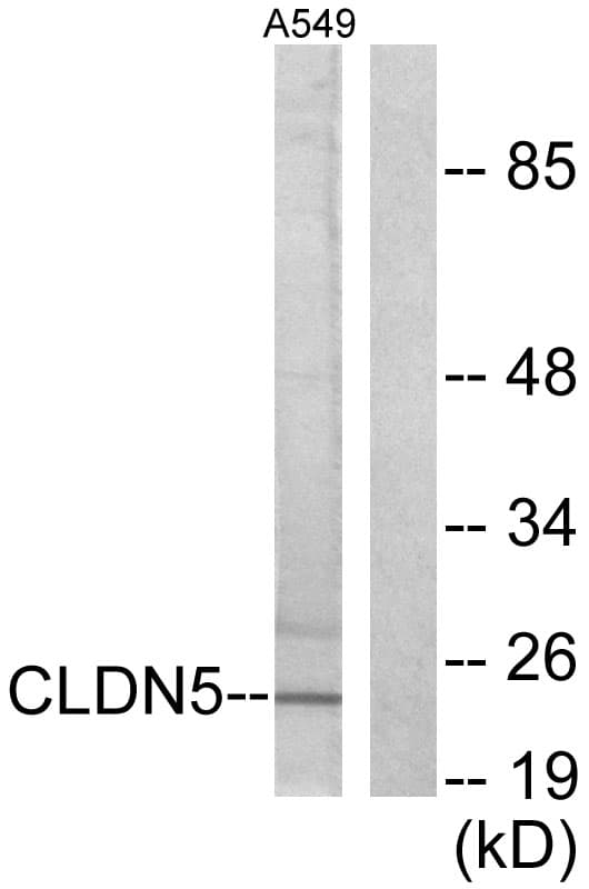 PathPlus™ CLDN5 / Claudin 5 Antibody (aa169-218)