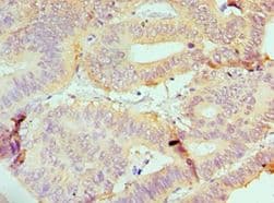 IRF4 Antibody (aa180-451)