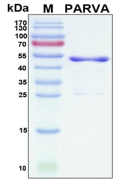 Human PARVA Protein (Recombinant His, N-Terminal)