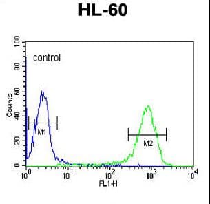 DCP2 Antibody (aa144-173)