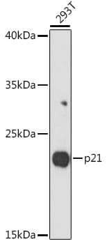 Polyclonal Rabbit anti-Human NSG1 Antibody (IF, WB)