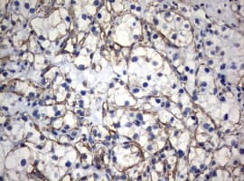 Monoclonal Mouse anti-Human Vimentin Antibody (clone OTI5D7, IHC, WB)