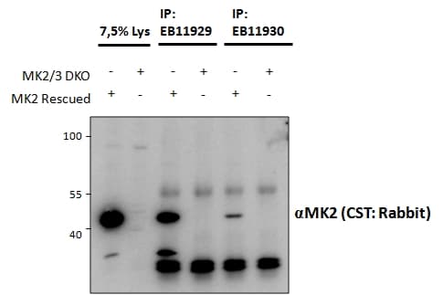 IHC-plus™ MAPKAPK2 / MAPKAP Kinase 2 Antibody (aa339-351)