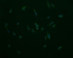 Monoclonal Mouse anti-Human COX6C Antibody (clone OTI4B11, Carrier-free, IHC, IF, WB)