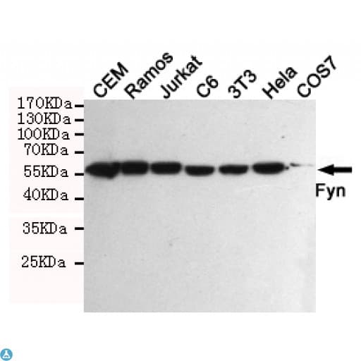 SYN / FYN Antibody