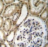 BRUNOL6 / CELF6 Antibody (aa46-74)