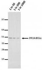PP2Ac / PPP2CA Antibody (clone 2G9)