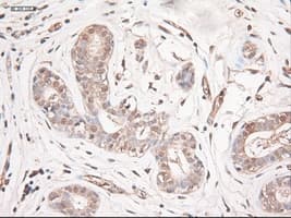 NTF3 / Neurotrophin 3 Antibody (clone OTI5C7)
