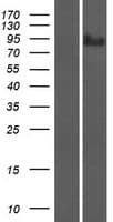 SUSD2 Protein (Over-Expression Lysate Myc-DDK (Flag))