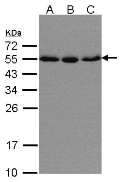 KPNA2 / Importin Alpha 1 Antibody (aa468-529)