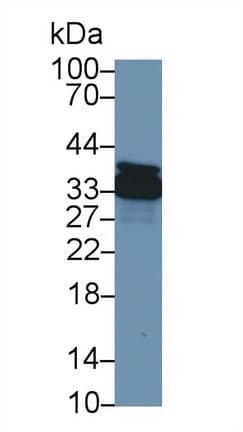 ANXA4 / Annexin IV Antibody (aa3-156, Biotin)