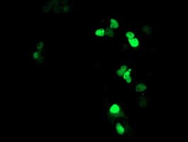 ATRIP Antibody (aa42-309, clone OTI4A8, Carrier-free)