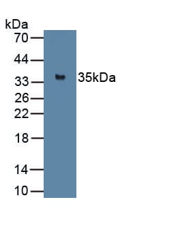 MYOG / Myogenin Antibody (aa4-219)