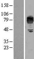 LIMPII / SCARB2 Protein (Over-Expression Lysate Myc-DDK (Flag))