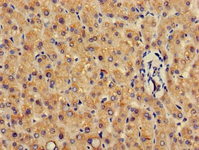 GSTA4 Antibody (aa1-222)