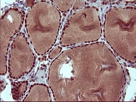 RAPGEF1 Antibody (clone OTI2C3, Carrier-free)