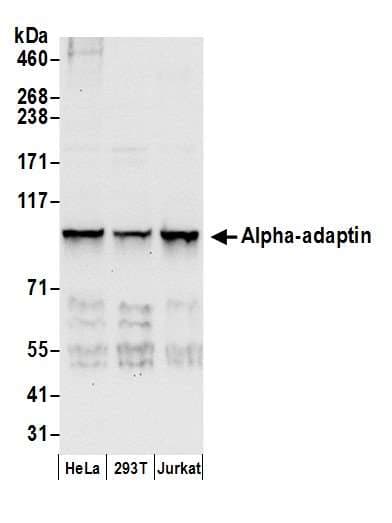 AP2A1 / AP2-Alpha Antibody (aa600-650)