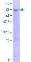 Human QRSL1 / GatA Protein (Recombinant GST)