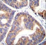 FAM109A Antibody (aa3-31)