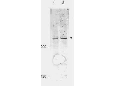 IHC-plus™ Polyclonal Rabbit anti-Human ANAPC1 / APC1 Antibody (phospho-Ser377, IHC, WB)