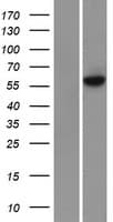 METTL3 Protein (Over-Expression Lysate Myc-DDK (Flag))