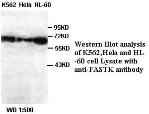 FASTK / FAST Antibody