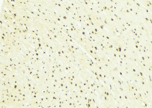 SOX2 Antibody