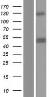 CHID1 Protein (Over-Expression Lysate Myc-DDK (Flag))