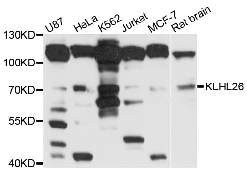 KLHL26 Antibody