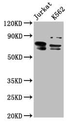 Polyclonal Rabbit anti-Human THEMIS / SPOT Antibody (IF, WB)